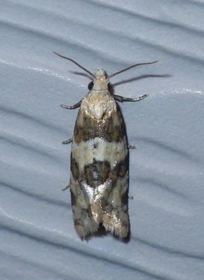 AethesArgentilimitana1.jpg