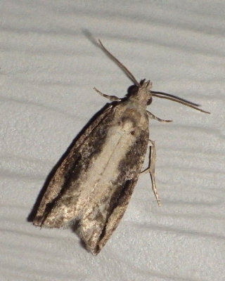 BlackCrescentProteoteras3.jpg
