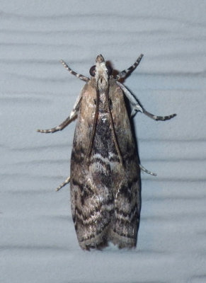 MapleWebwormMoth5.jpg