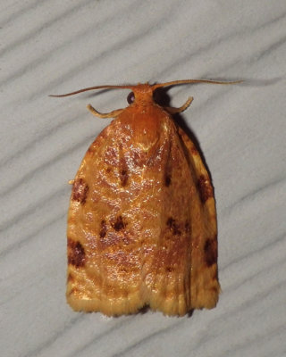 UglyNestCaterpillarMoth1.jpg