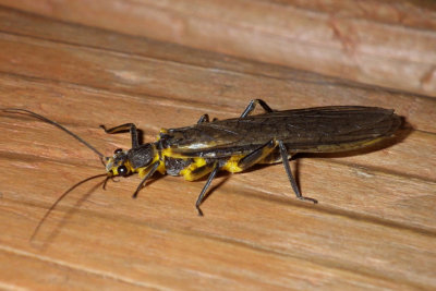 Stonefly_Perlesta_Nitida11.jpg