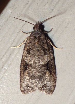 GrayFlankedProteoterasMoth1.jpg