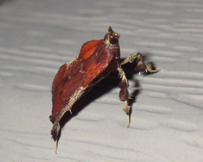 BoxwoodLeaftierMoth6.jpg