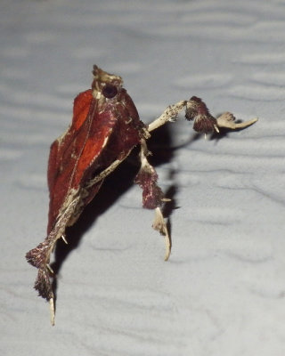 BoxwoodLeaftierMoth7.jpg
