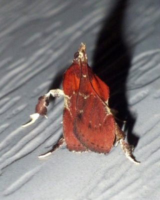 BoxwoodLeaftierMoth9.jpg