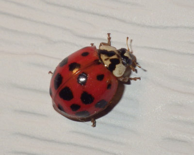 AsianMulticoloredLadyBeetle2.jpg