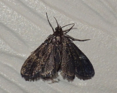 BlackDuckweedMoth1.jpg