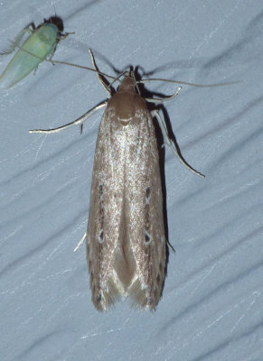 ShyCosmetMoth1.jpg