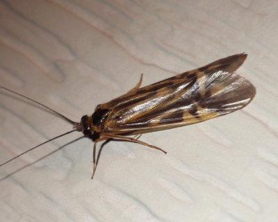 ZebraCadisfly3.jpg