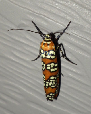 AilianthusWebworm7.jpg