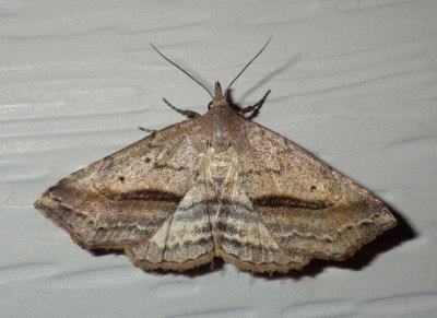 LostOwletMoth2.jpg