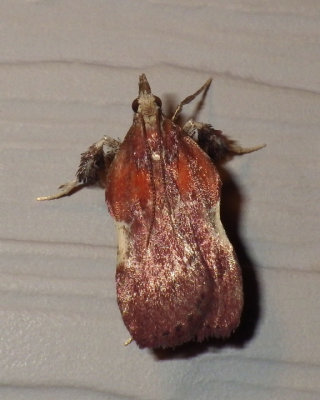 BoxwoodLeaftierMoth10.jpg
