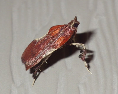 BoxwoodLeaftierMoth15.jpg