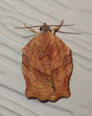 ObliqueBandedLeafrollerMoth15.jpg
