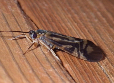 ZebraCaddisfly5.jpg