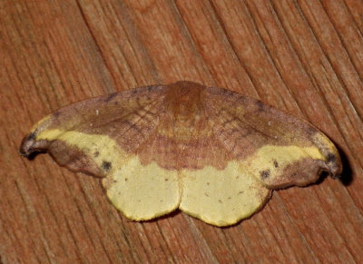 Drepanoidea Moths
