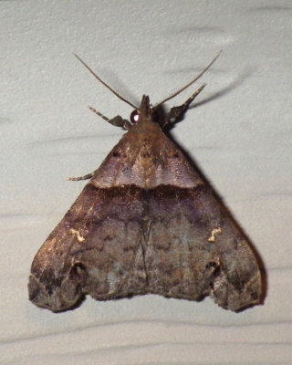 AmbiguousMoth5.jpg