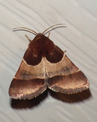 ArcigeraFlowerMoth12.jpg