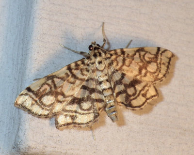 BogLygropiaMoth8.jpg
