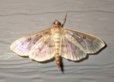 SmartweedBorerMoth7.jpg