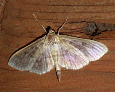 SmartweedBorerMoth8.jpg