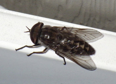 HorseFly14.jpg