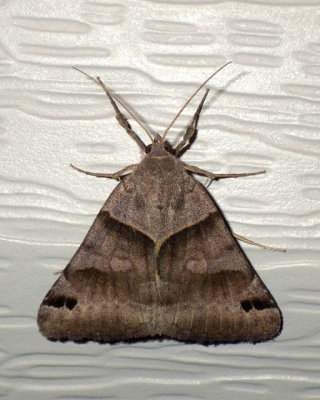 CloverLooperMoth13.jpg