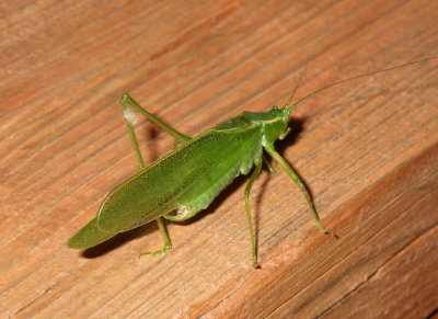 Grasshoppers & Katydids