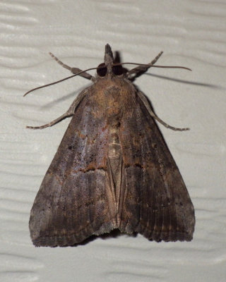 GreenCloverwormMoth5.jpg