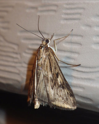 Micro, Tortricid, Pyralid and Crambid Moths
