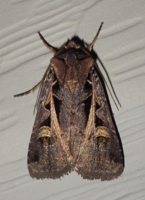 DingyCutwormMoth16.jpg