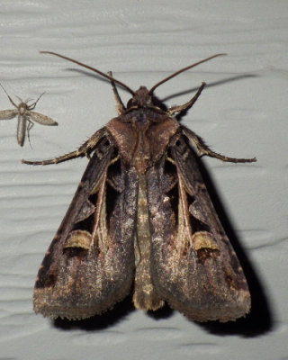 DingyCutwormMoth18.jpg