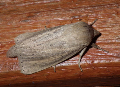 OblongSedgeBorerMoth1.jpg