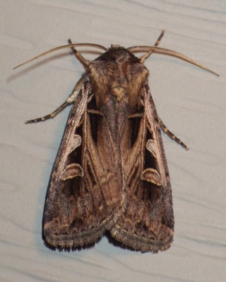 SubgothicDartMoth3.jpg