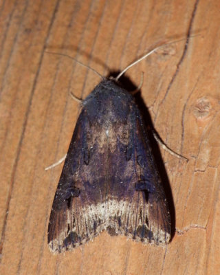 IpsilonDartMoth1.jpg