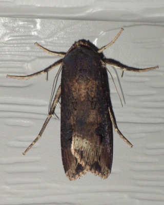 IpsilonDartMoth2.jpg