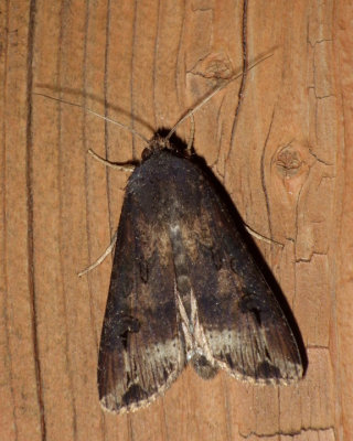 IpsilonDartMoth3.jpg