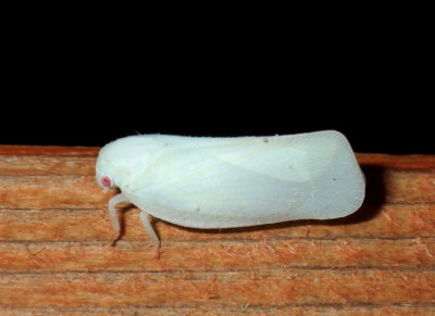 Planthoppers