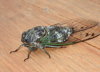Cicada27.jpg