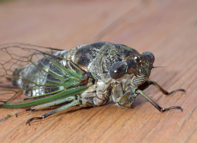 Cicada36.jpg