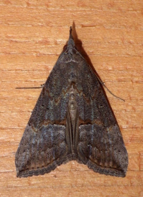 GreenCloverwormMoth7.jpg