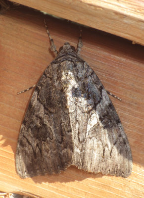 Underwing Moths