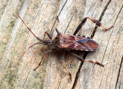 WesternConiferSeedBug16