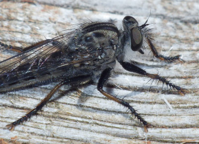 Robberfly92