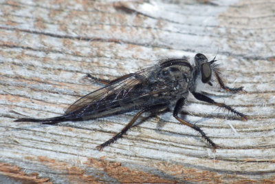 Robberfly90