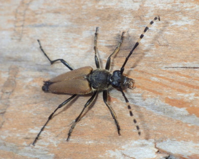 Longhorn Beetles