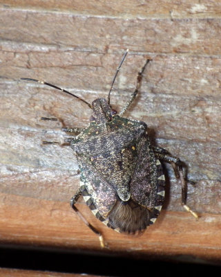 Stink Bugs