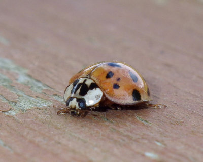 Lady Beetles