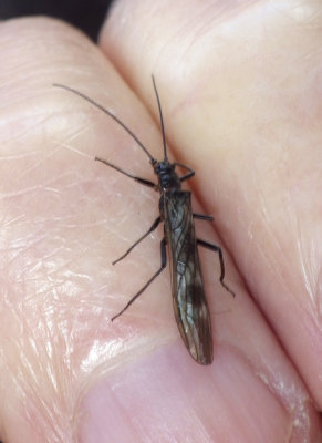 Stoneflies