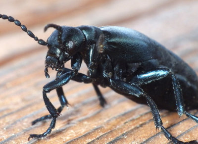 Blister Beetles